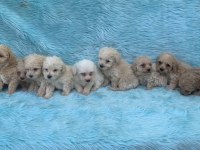 Güzel Maltipoo Maltese yavrular yeni yuvalarını arıyor