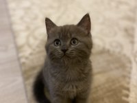 British longhair