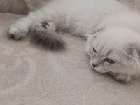 Scottish fold 100 günlük