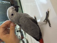 EL BESELME JAKO BELGELİ RED FACTÖR BEYAZ TIRNAK
