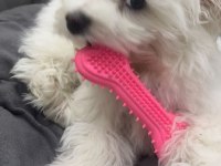 Oyuncu terrier kızımız LENA