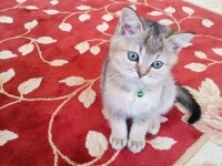 Kedi ilanı british longhair