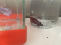 Sahiplendirilecek betta balıkları