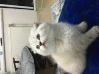 Sevimli yavrular yeni yuvalarını arıyorlar scottish fold