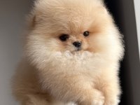 Pomeranian boo teddy