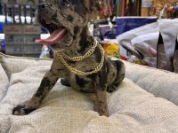 Bebek French Bulldog Merle