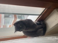 British shorthair kırması