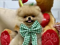 Pomeranian boo ayıcık bebekler