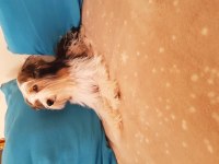 Biewer yorkshire terrier