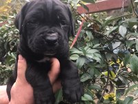Siyah dev cane corso yavrularım