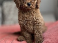DİŞİ RED BROWN TOY POODLE YAVRU