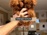Kore Red Brown Poodle