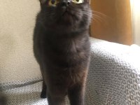 British Shorthair Dark Chocolate (Cinnamon) ACİL YUVA