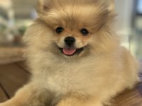 4 aylık dişi pomeranian