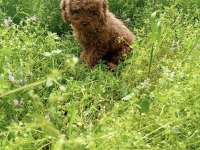 Toy poodle 4 aylık dişi yavrumuz