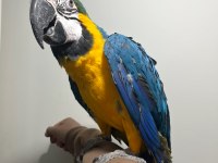 Full Evcil 1.5 Yaşında Macaw