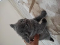 British shorthair