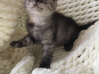 British Shorthair Yavru Kedim