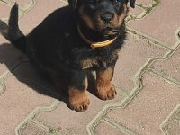 A Kalite Rottweiler
