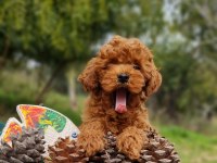 Şecereli Dişi ve Erkek Toy Poodle Yavrularımız