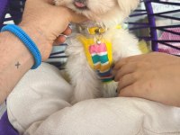 Tatlı mı tatlı bir maltese