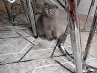 YAVRU KEDİMİZİ SAHİPLENDİRMEK İSTİYORUZ