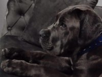 Safkan cane corso