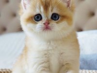 Şampiyon Soydan Gelen Golden British Shorthair 