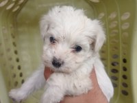 Minyatür boy maltese yavrular