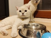 2.5 yaşında blue point british shorthair dişi