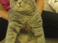 British shorthair Miniğimiz için yuva