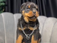 Gerçek Macar rottweiler koca kafa yavrular en iyisi