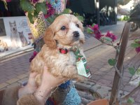 A KALİTE MALTİPOO DİŞİ ERKEK MEVCUT