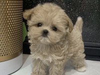 Orjınal Kore Teacup Maltipoo Yavrumuz