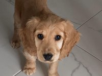 Uyguna 2 Aylık American Cocker Spainel