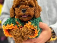 TOY POODLE ANNE ALTINDAN IRK VE SAĞLIK GARANTİLİ