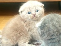 Scottish british shorthair tatlı kediler