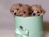 Tüy Dökmeyen Yavru Maltipoo Köpekler