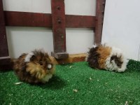 Ginepig