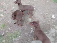 Saf Irk Kızıl Doberman Yavrular