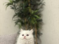 BRITISH LONGHAIR YAVRULARIM 