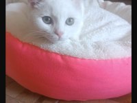 British shorthair akıllı kar beyaz