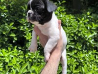 Çok Sevimli ve Oyuncu French Bulldog Yavrularım