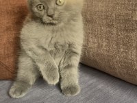 12 Eylül Doğumlu Scottish Fold Yavrular