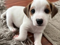 Muhteşem ırk güzeli jack russell yavrular
