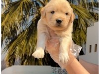 Golden Retriever Yavrularım Sağlık Ve Irk Garantilidir
