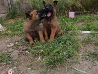 Orjinal Saf Kan Malinois