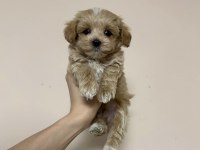 Kilo Boy Garantili Maltipoo Yavrular