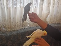 Konuşan sultan papağanlar podyumda