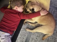 Acil sahiplendirmem gerekiyor pug